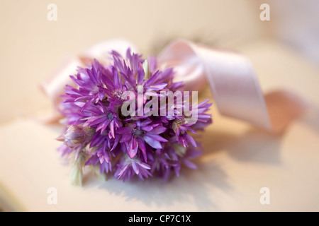 Helichrysum Sorte, ewige Blume lila. Stockfoto