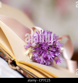 Helichrysum Sorte, ewige Blume lila. Stockfoto