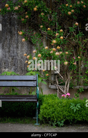 Lonicera Sorte, Geißblatt, gelb. Stockfoto