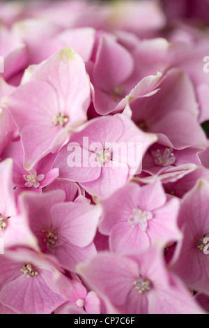 Sorte Hortensie, Hortensie, rosa. Stockfoto