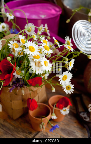 Argyranthemum Frutescens, Daisy, weiß. Stockfoto