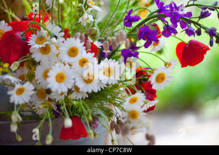 Argyranthemum Frutescens, Daisy, Mischfarben. Stockfoto