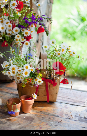 Argyranthemum Frutescens, Daisy, Mischfarben. Stockfoto