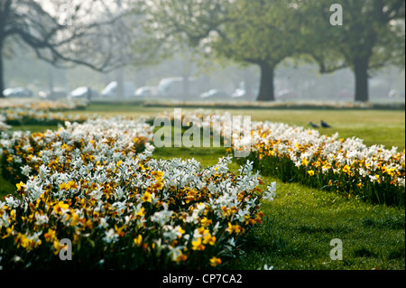 Narzissen in voller Blüte, Ealing Common, London, Vereinigtes Königreich Stockfoto