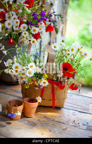 Argyranthemum Frutescens, Daisy, Mischfarben. Stockfoto