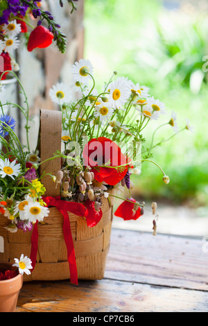 Argyranthemum Frutescens, Daisy, Mischfarben. Stockfoto