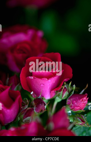 Rosa Sorte, Rose, rosa. Stockfoto