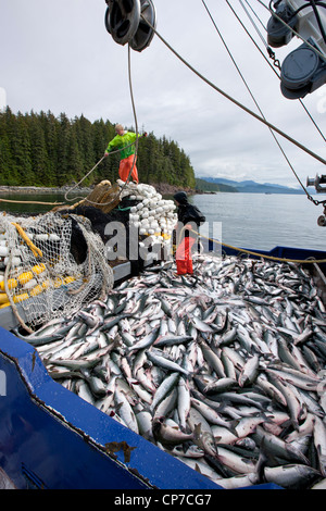 Kommerzielle Ringwade Fischer arbeiten an Deck bedeckt mit rosa und Chum Salmon, Chatham Strait, Admiralty Island, Alaska Stockfoto