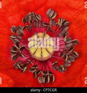 Papaver Rhoeas, Mohn, rot. Stockfoto