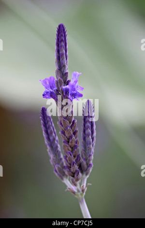 Lavandula Pinnata, Lavendel, Fernleaf Lavendel, blau. Stockfoto