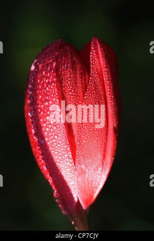 Fuchsia Sorte, Fuchsia, rot. Stockfoto