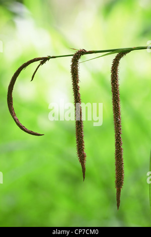 Carex Pendel, Segge, braun, grün. Stockfoto