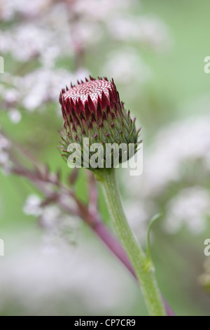 Cirsium Rivulare 'Atropurpureum', Cirsium, lila. Stockfoto