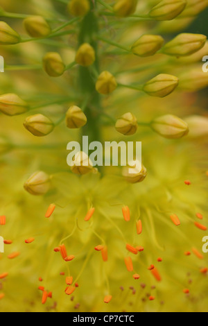 Eremurus Stenophyllus, Fuchsschwanz Lilie, gelb. Stockfoto