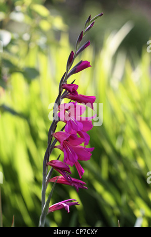 Gladiolen Sorte, Gladiolen, Feld Gladiolen, Pink, grün. Stockfoto