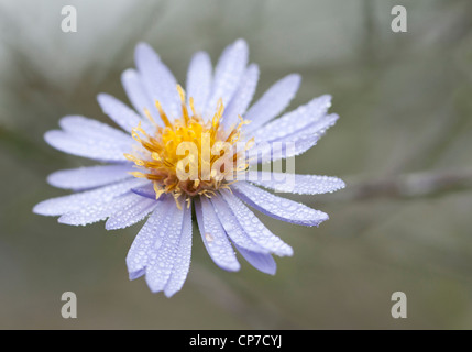 Aster Novi-Belgii Sorte, Aster, weiß. Stockfoto