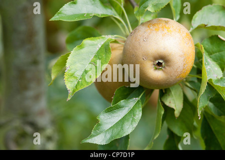 Malus Domestica 'Egremont Russet', Apple, braun. Stockfoto