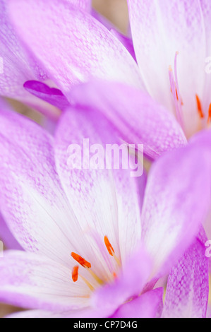 Crocus, Colchicum 'Antares', Herbstkrokus, Nahaufnahme mit Stamen. Stockfoto