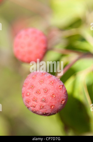 Cornus Kousa 'Wieting Select", Hartriegel, Blüte, rosa. Stockfoto