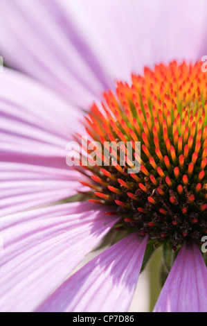 Echinacea Purpurea 'Magnus', Echinacea, Sonnenhut. Stockfoto