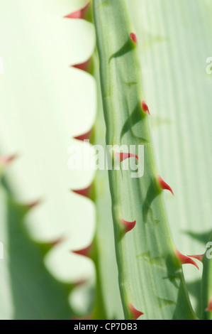 Aloe Glauca, Aloe, blaue Aloe, grün. Stockfoto