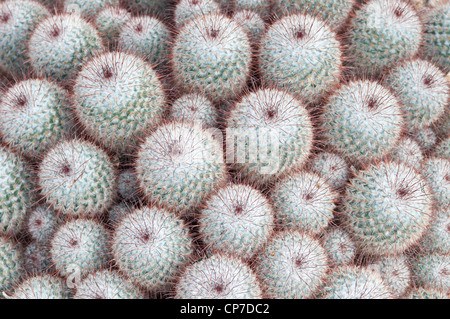 Mammillaria Bombycina, Kaktus, Nadelkissen Kaktus, grün. Stockfoto