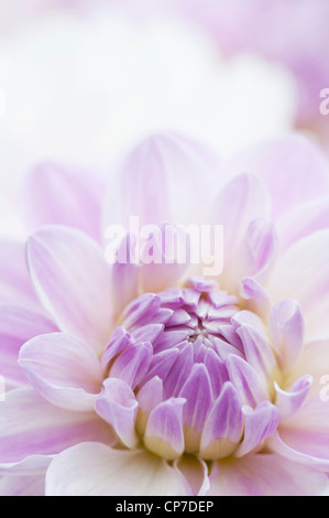 Dahlie 'Crystal Beauty', Dahlie, lila. Stockfoto