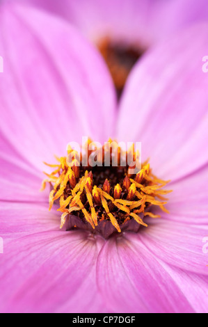 Dahlie 'Magenta Star', Dahlie, rosa. Stockfoto