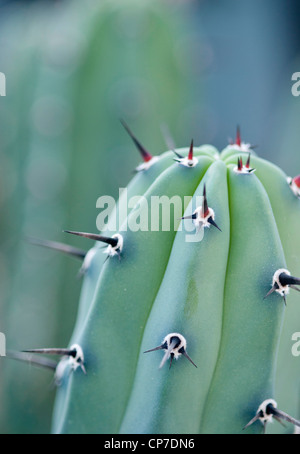 Echinopsis Sorte, Kaktus, grün. Stockfoto