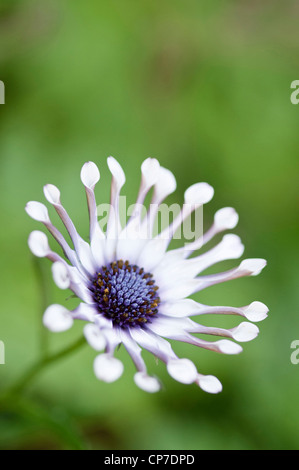 Osteospermum 'Whirligig', Osteospermum, weiß, grün. Stockfoto