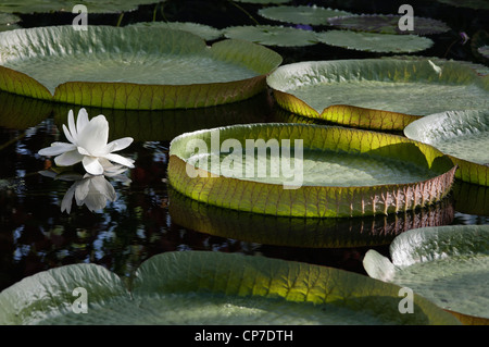 Victoria Cruziana, Riesen-Seerose, weiße Blume, schwimmt auf Wasser unter den Seerosen. Stockfoto