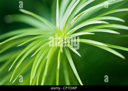 Cunninghamia Lanceolata, China-Tanne, grün. Stockfoto