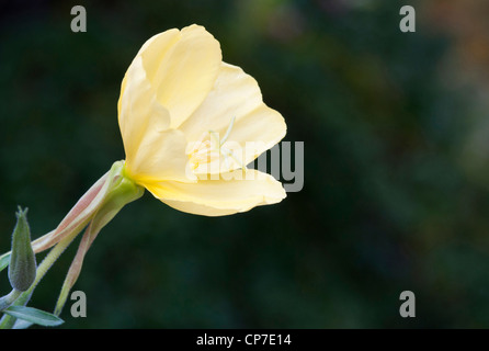 Oenothera Speciosa, Nachtkerze, gelb, schwarz. Stockfoto