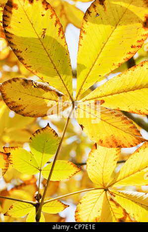 Aesculus Turbinata, Rosskastanie, japanische Rosskastanie, gelb. Stockfoto