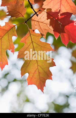 Quercus Rubra, Eiche, Roteiche, rot. Stockfoto