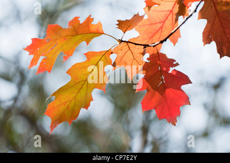 Quercus Rubra, Eiche, Roteiche, rot. Stockfoto