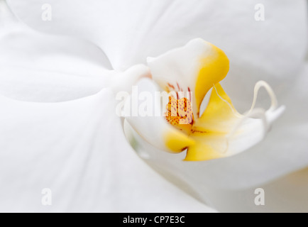 Phalaenopsis "Tokyo", Orchidee, Motte Orchidee, weiß. Stockfoto