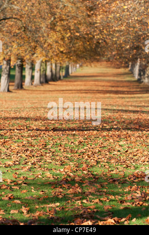 Platanus Hispanica, Ahornblättrige Platane, gelb. Stockfoto