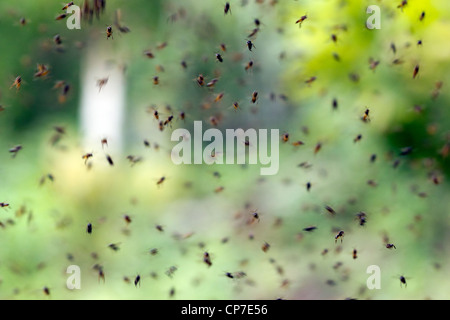 Großer Bienenschwarm Schweiß im Regenwald in westlichen Ecuador Stockfoto