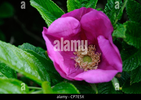 Rosa Rugosa, Ramanas Rose, rosa offen Einzelblüte wächst auf einem Strauch. Stockfoto