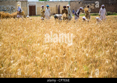 Ernte von Getreide in der Provinz Punjab, Pakistan Stockfoto