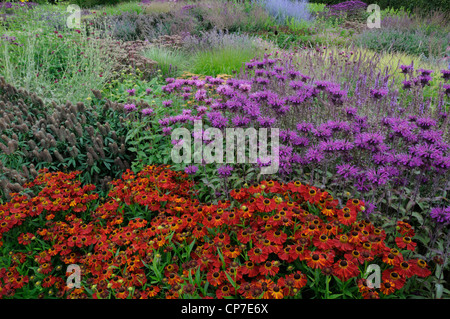 Helenium Sorte, Helen der Blume, Sneezeweed, rot. Stockfoto