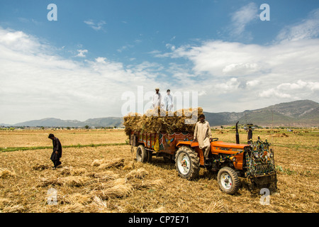 Ernte von Getreide in der Provinz Punjab, Pakistan Stockfoto