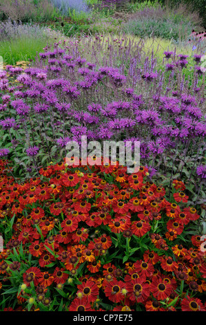 Helenium Sorte, Helen der Blume, Sneezeweed, rot. Stockfoto