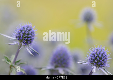 Eryngium Tripartitum, Meer Holly, blau. Stockfoto