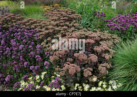 Sedum 'Matrona', Fetthenne, Pink. Stockfoto