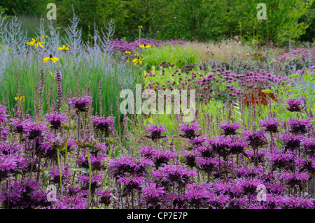 Monarda Didyma Sorte, Bergamotte, Monarda, lila. Stockfoto