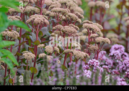 Sedum 'Matrona', Fetthenne, Pink. Stockfoto