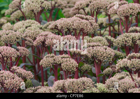 Sedum 'Matrona', Fetthenne, Pink. Stockfoto