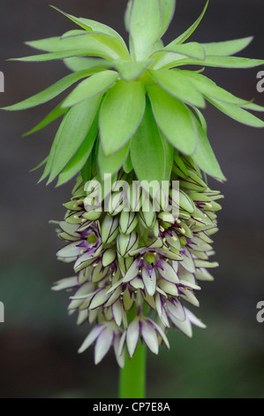 Eucomis Comosa bicolor, Ananas Blume, grün. Stockfoto